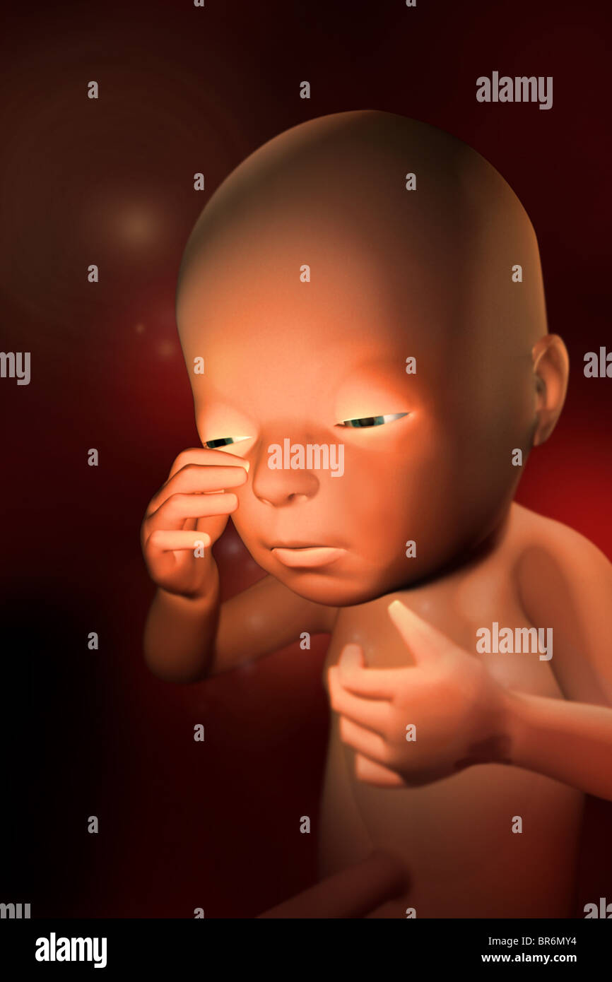 Este 3D imagen médica representa un feto en (27) semanas. El comienzo del tercer trimestre. Foto de stock