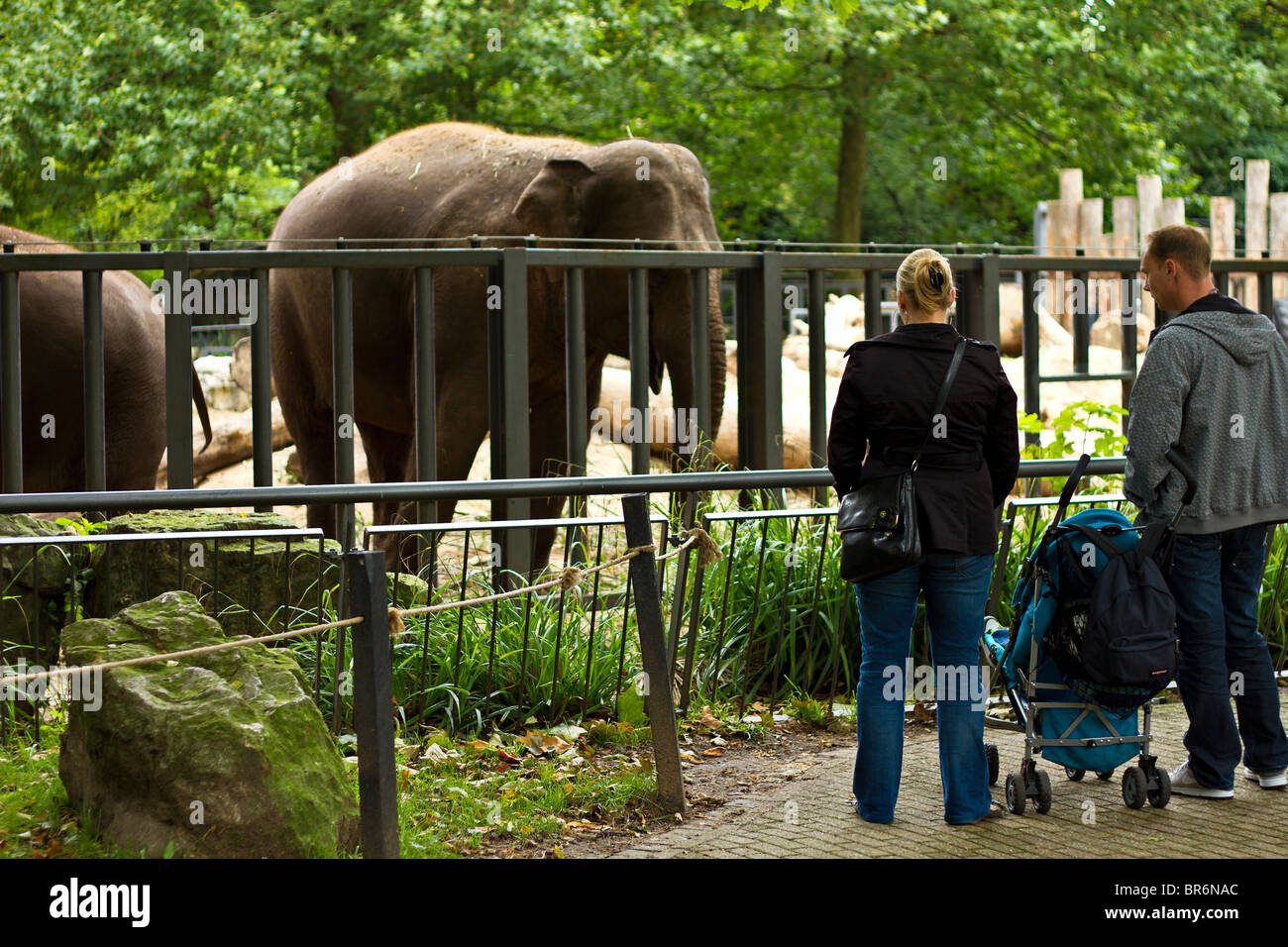Familia visitando los elefantes en el Zoo Artis, Amsterdam, Holanda Foto de stock