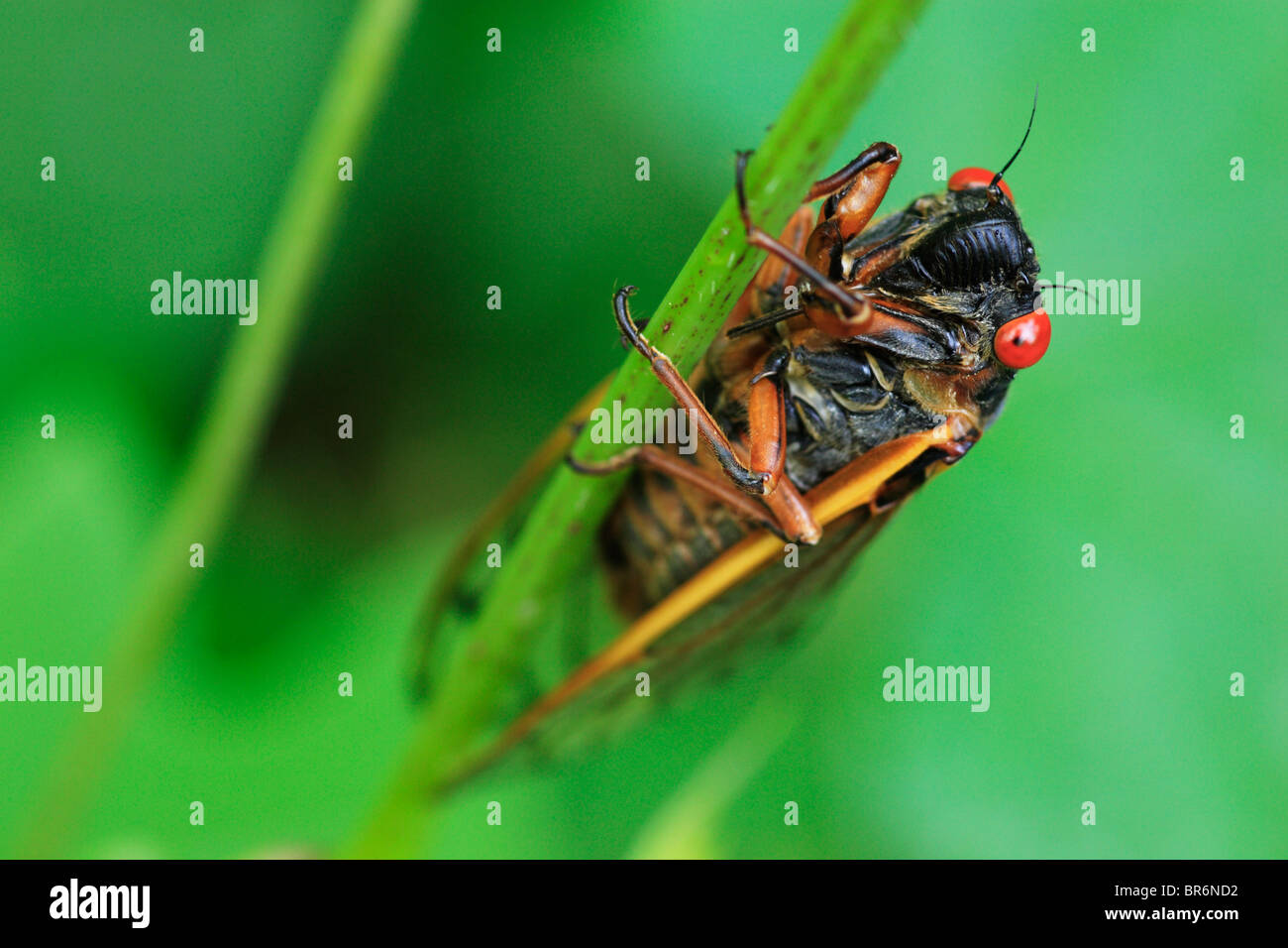 Cigarras dc fotografías e imágenes de alta resolución Alamy