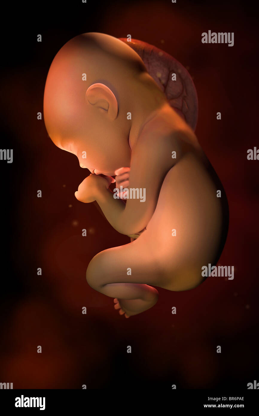 Este 3D imagen médica representa un feto en (31) semanas. Foto de stock