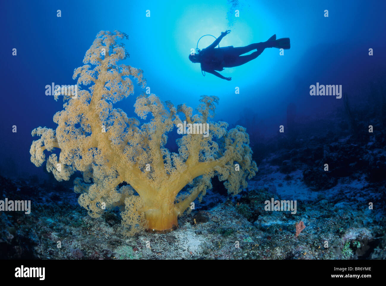 Diver y coral blando {Dendronephthya sp} La Gran Barrera de Coral, Queensland, Australia Foto de stock