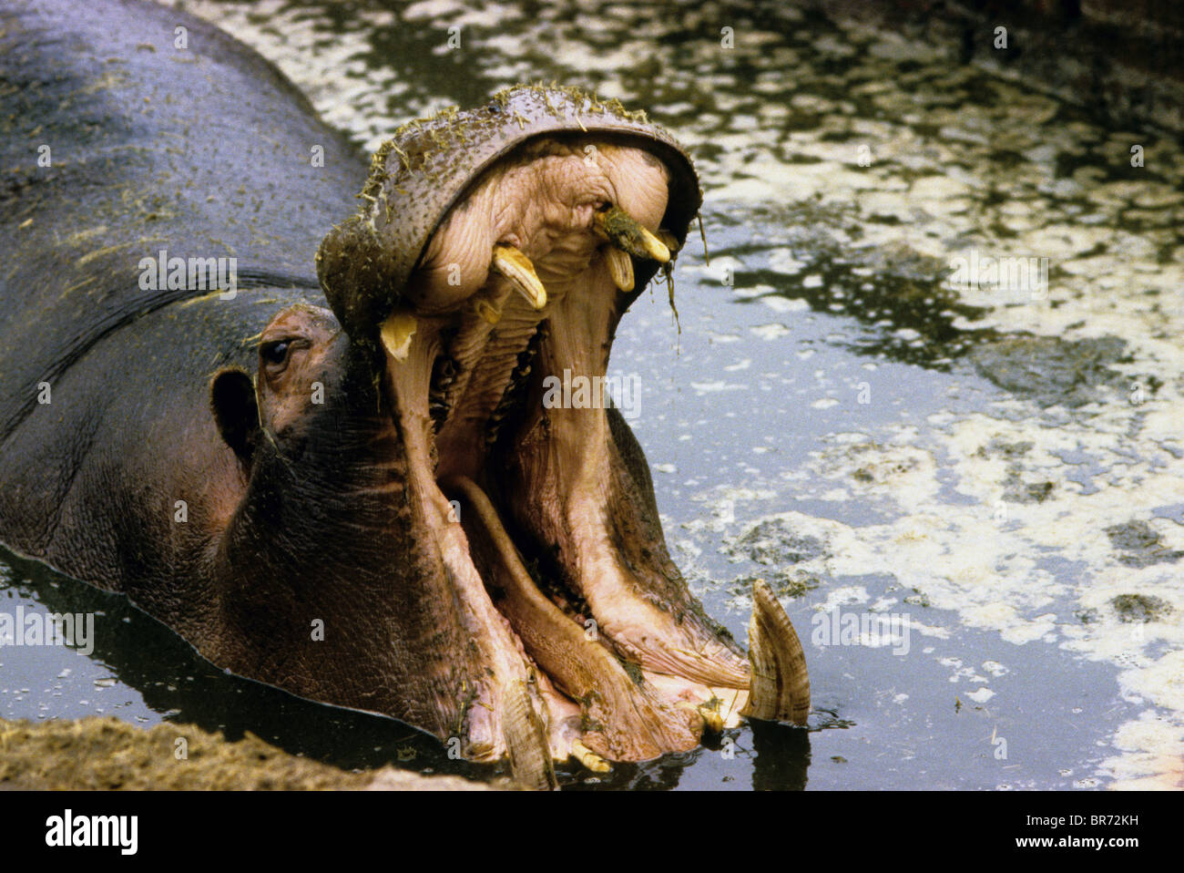 Hipopótamo con la boca abierta Foto de stock