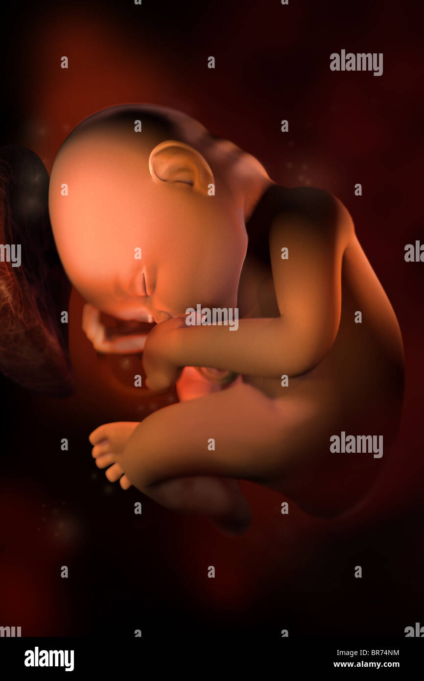 Este 3D imagen médica representa un feto en (33) semanas. Foto de stock