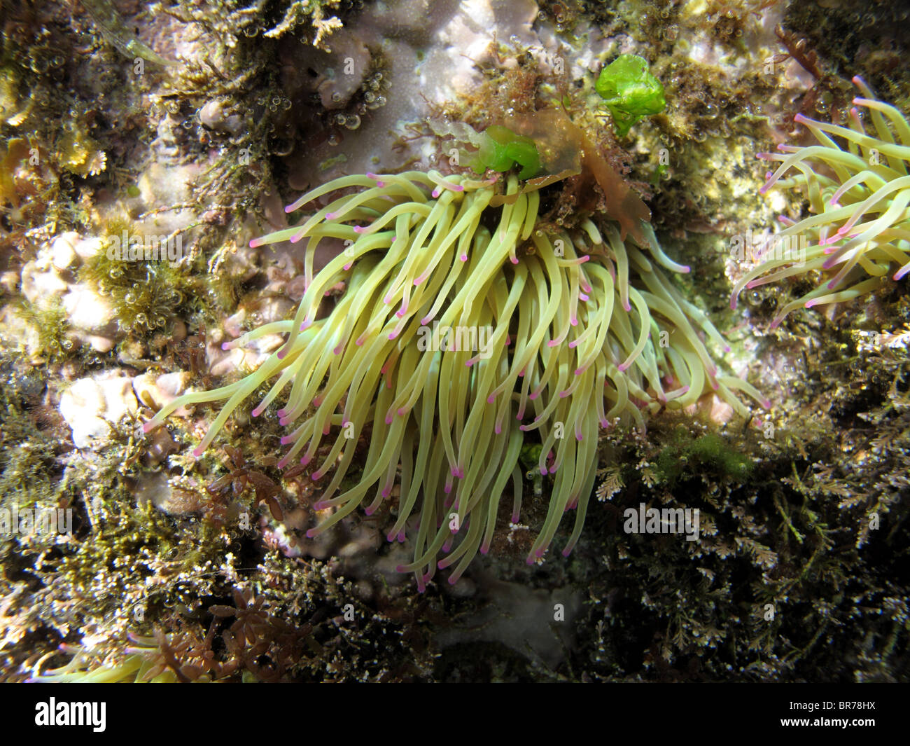 Snakelocks anemone (Anemonia viridis) Foto de stock