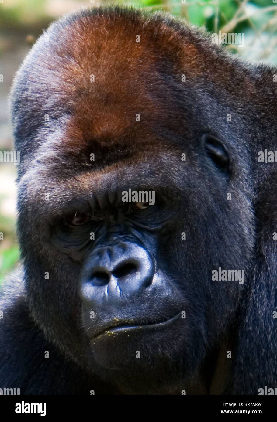 Gorila de las tierras bajas occidentales cerca de la cara Foto de stock
