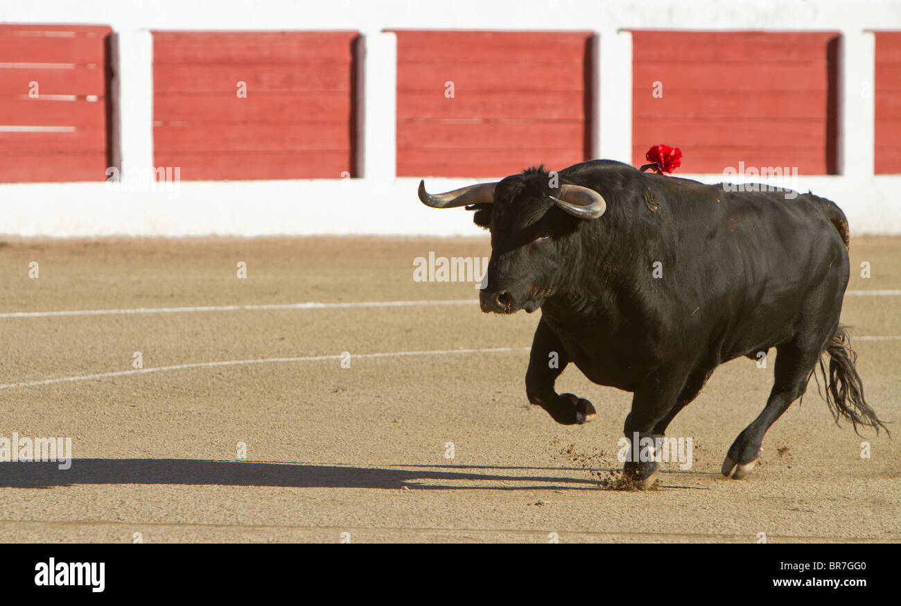 Un toro bravo galope en una corrida de toros, España Foto de stock