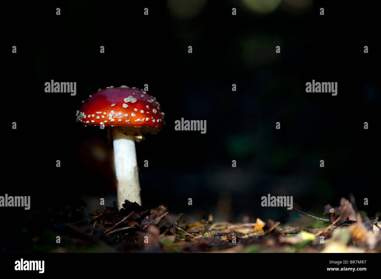 Amanita muscaria, la del "reig bord" las setas en un bosque inglés. Foto de stock