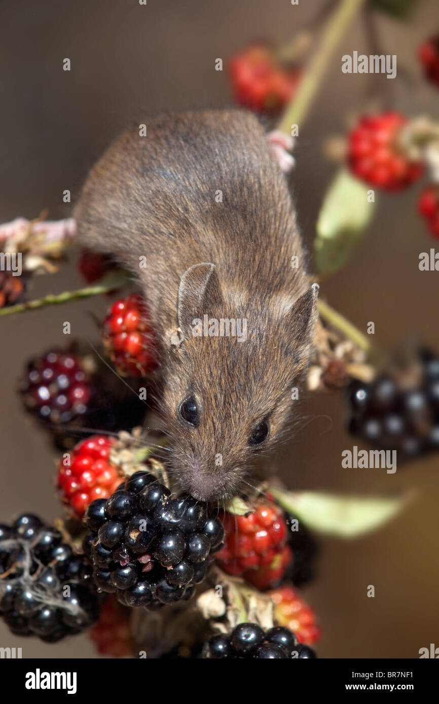 Apodemus sylvaticus ratón; madera; en moras Foto de stock