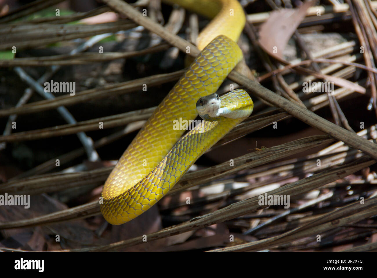 Un Golden Tree Snake (Dendrelaphis punctulata) en una posición defensiva. Foto de stock