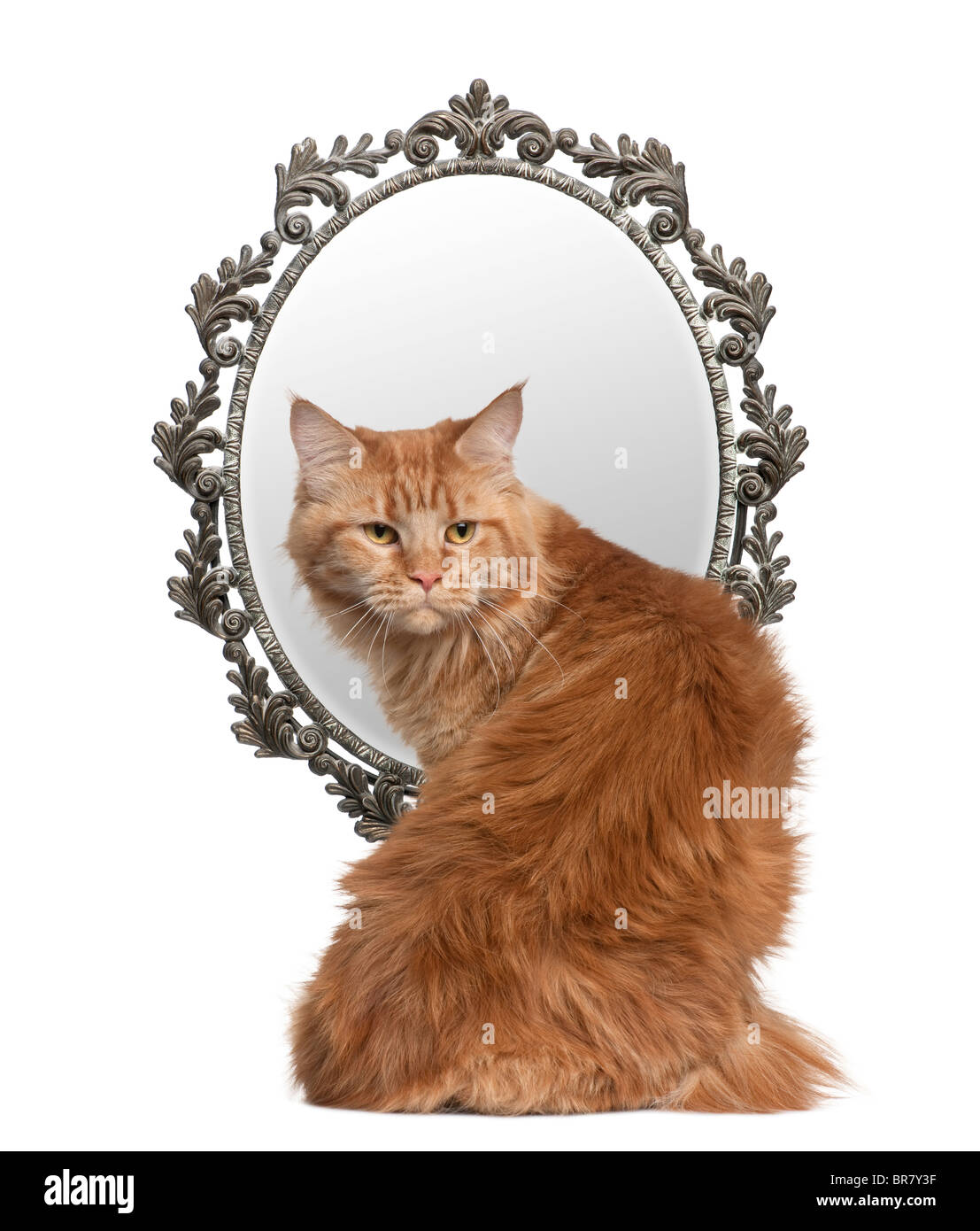 Gato mirando hacia atrás con un espejo en el fondo delante de un fondo blanco Foto de stock