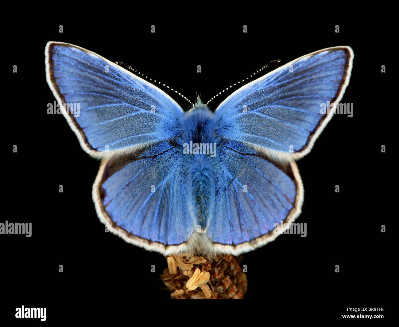 Común mariposa azul con fondo negro. Foto de stock