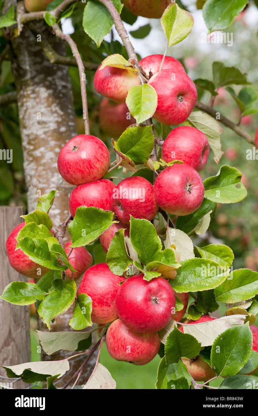 Las manzanas para sidra rojas maduras colgando de un árbol en un huerto de Somerset retrato Foto de stock