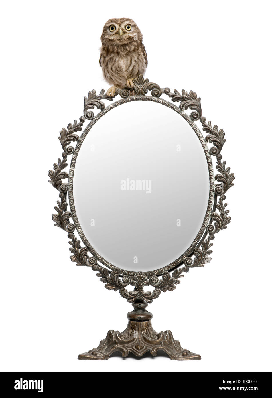 Pequeño Búho, de 50 días de antigüedad, Athene noctua, delante de un fondo blanco con un espejo Foto de stock