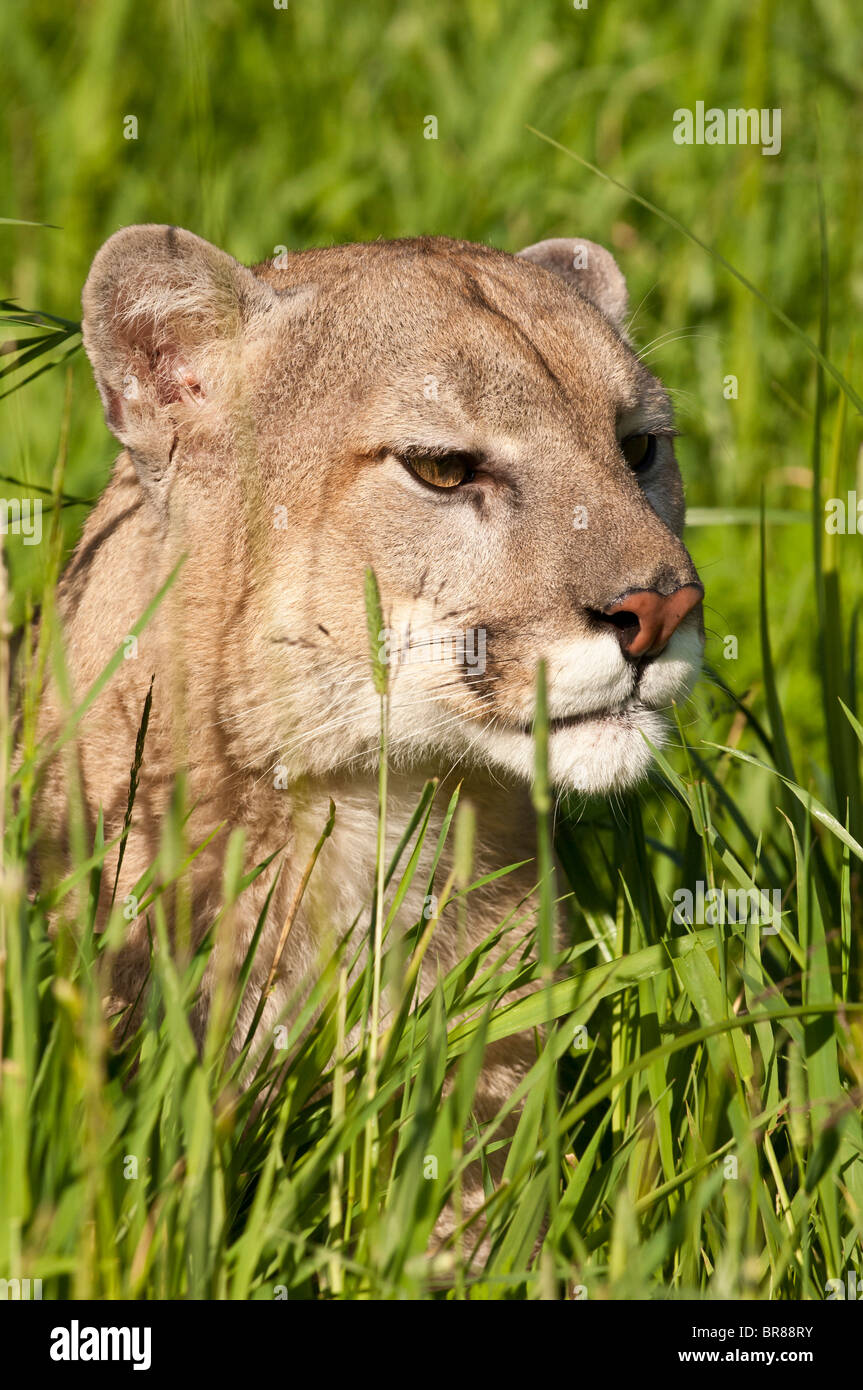 Mountain Lion, el Puma (Felis concolor), nativo de Canadá, Estados Unidos,  México, América Central y América del Sur Fotografía de stock - Alamy