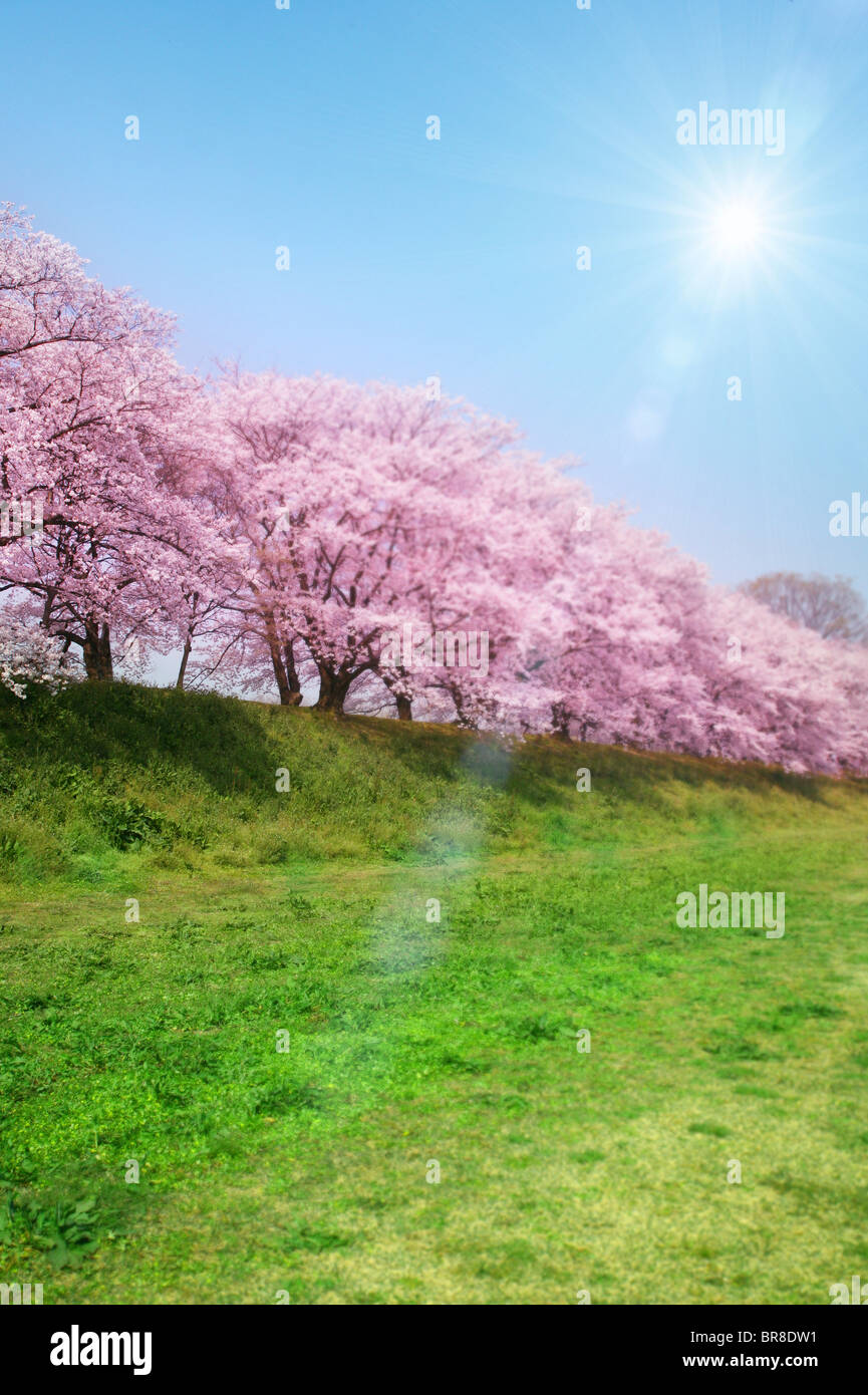 Los cerezos en flor y sunbeam Foto de stock