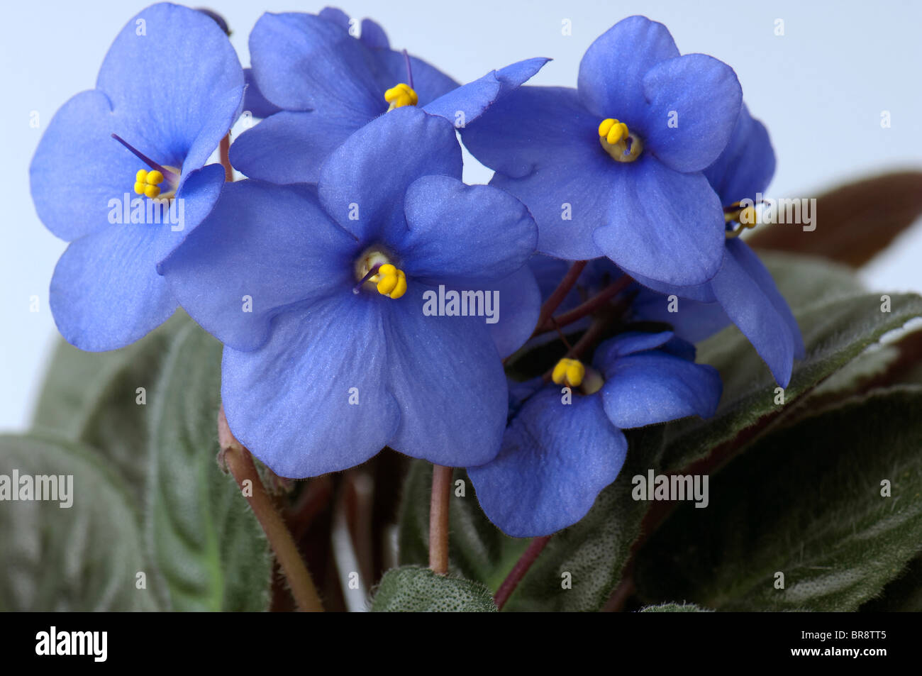 Saintpaulia, violeta Africana (Saintpaulia ionantha-híbrido), flores de  color azul Fotografía de stock - Alamy