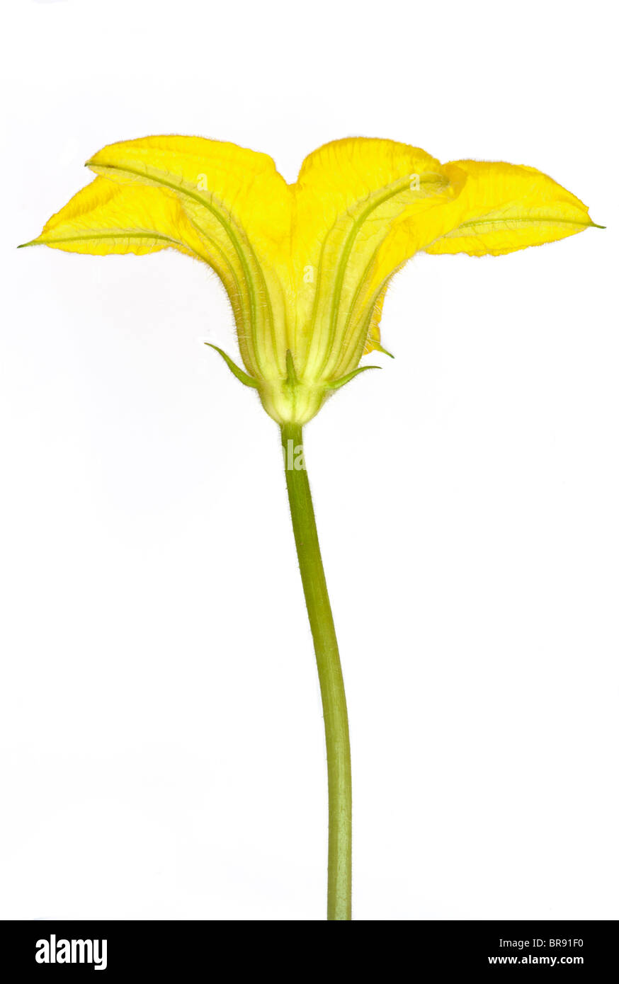 Flor de una calabaza verdura en un fondo blanco. Foto de stock