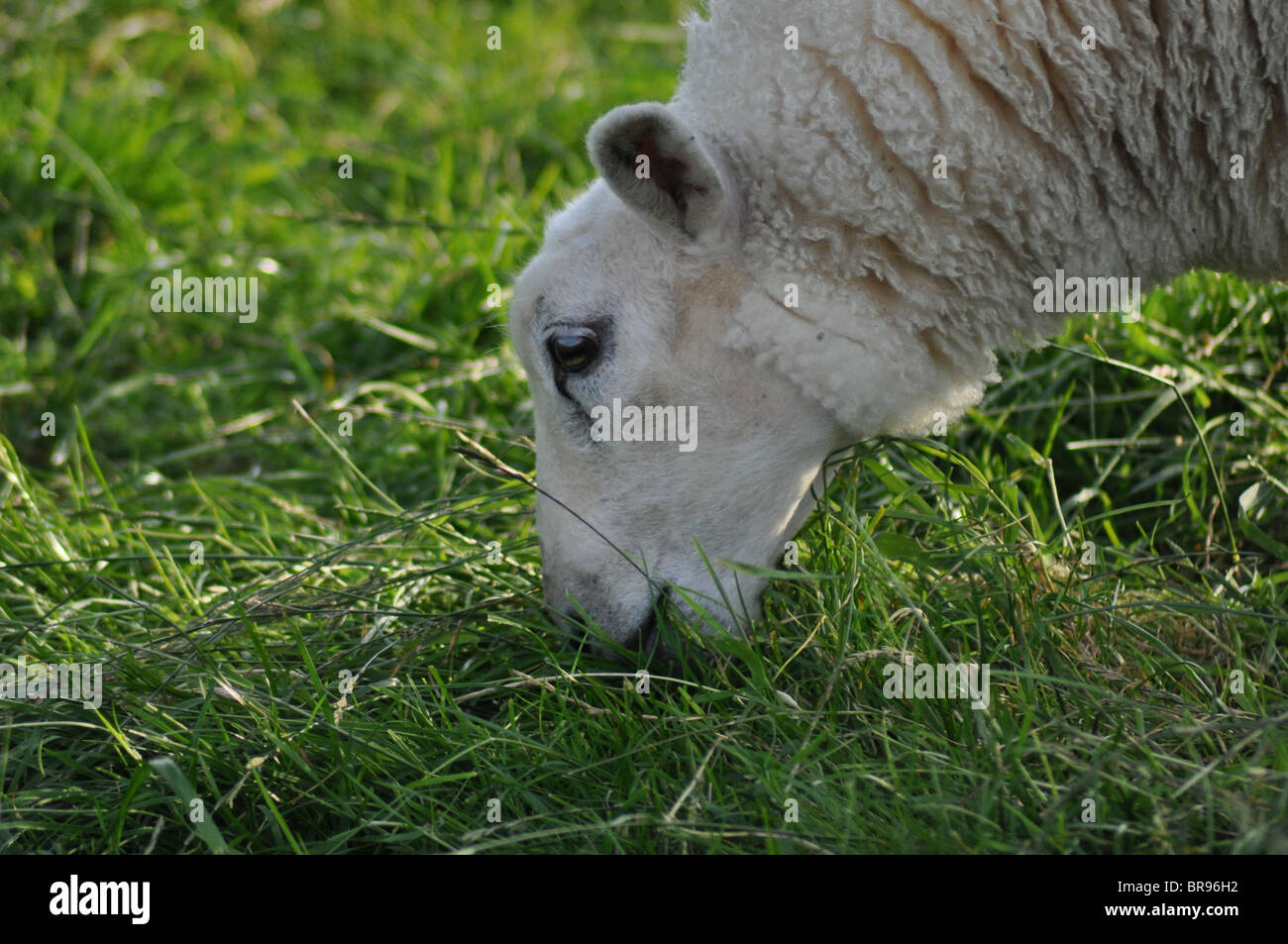 Una oveja comiendo hierba en las Highlands escocesas Foto de stock