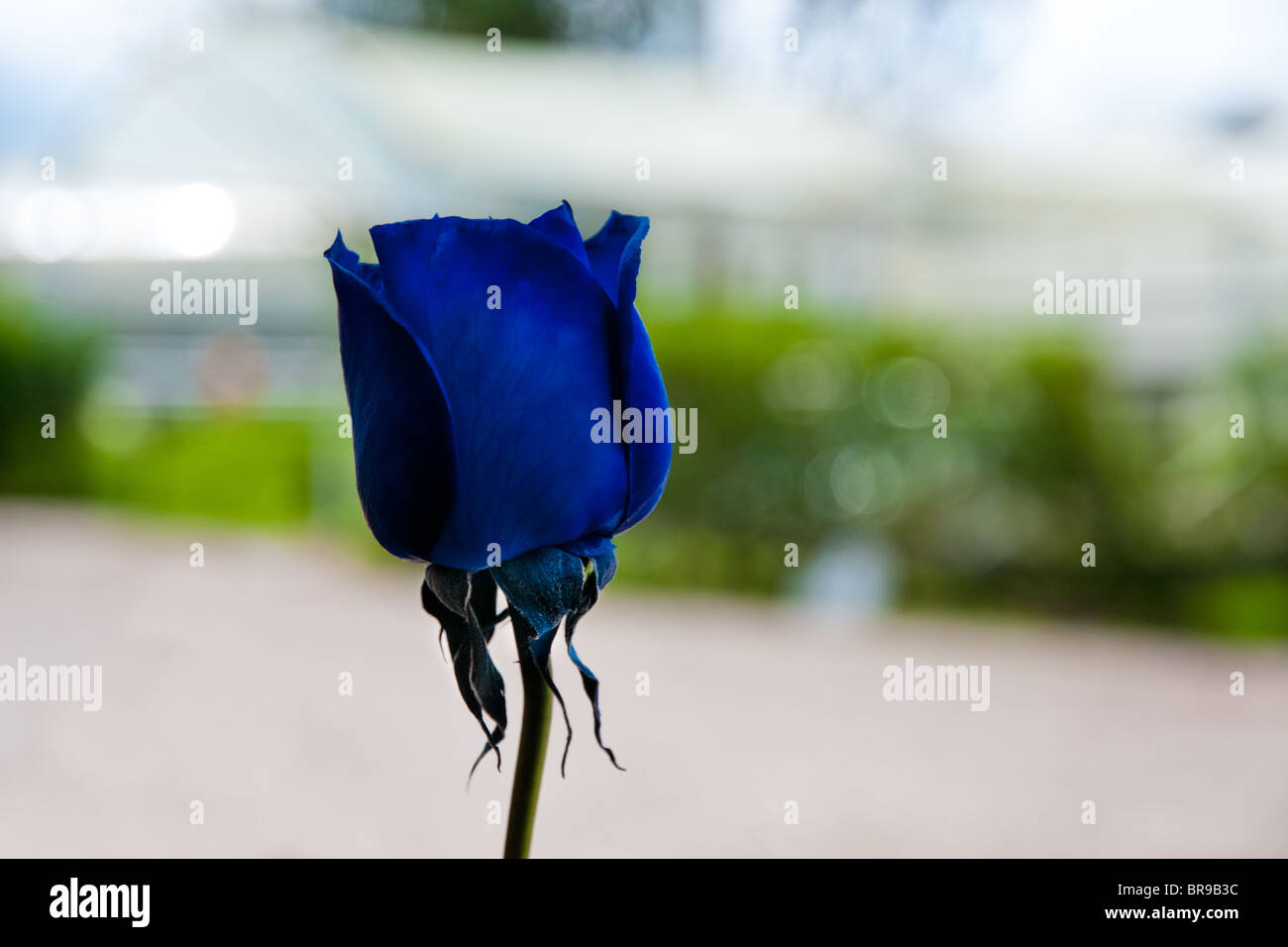 Una rosa azul coloreados artificialmente cultivado en un cultivo de flores  en Cayambe, Ecuador Fotografía de stock - Alamy