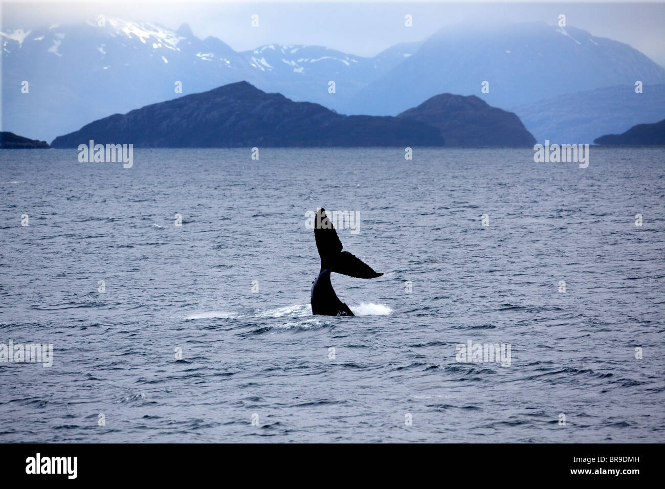 Fluke de una ballena jorobada en Chile Foto de stock