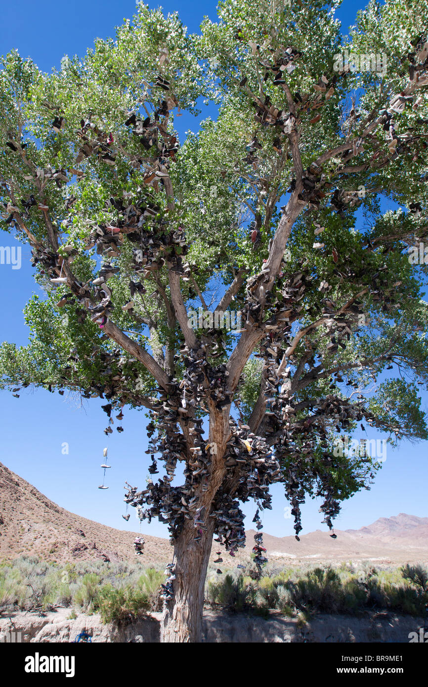 Árbol de zapata - Cientos de zapatos colgando de un árbol de chopo, una  rareza en el lado de la autopista 50 en Nevada, EE.UU Fotografía de stock -  Alamy