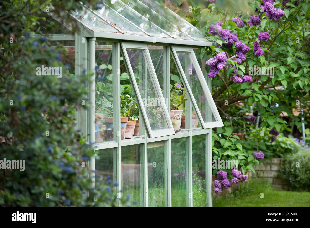 Invernadero en el jardín de atrás con las ventanas abiertas para la ventilación Foto de stock