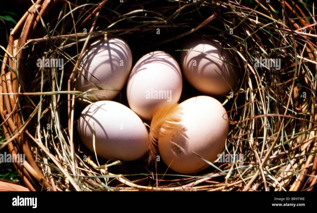 Cinco huevos de gallina en un nido de paja con una pluma en uno Foto de stock