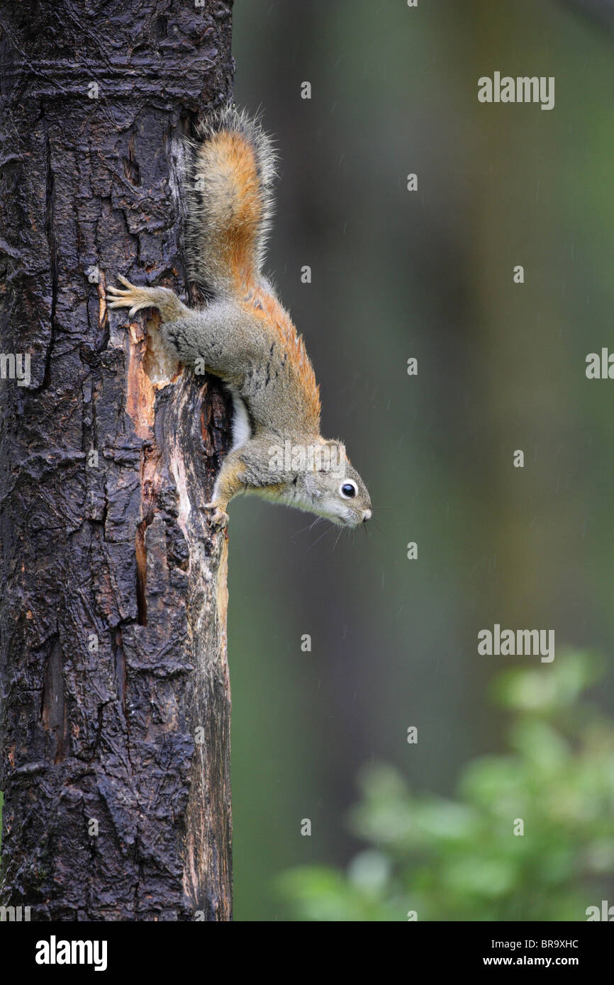 Ardilla roja Sciurus vulgaris subiendo hacia el exterior de un tronco de árbol en un bosque Foto de stock
