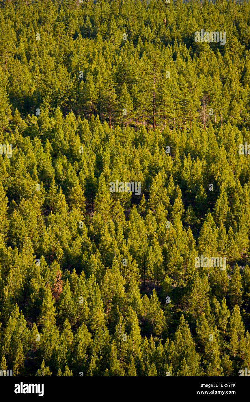 Tres hermanas Wilderness, Oregón, EE.UU. - bosque de árboles en Deschutes National Forest. Foto de stock