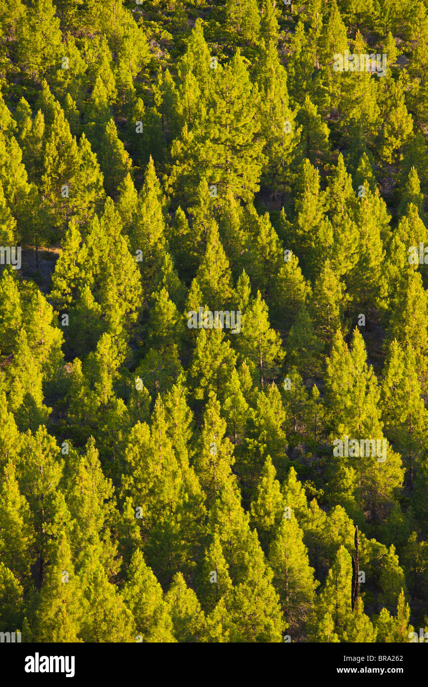 Tres hermanas Wilderness, Oregón, EE.UU. - bosque de árboles en Deschutes National Forest. Foto de stock