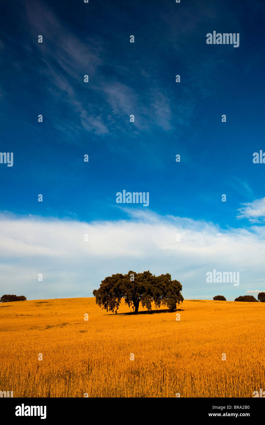 Campo de trigo amarillo con un gran cielo azul y las nubes Foto de stock