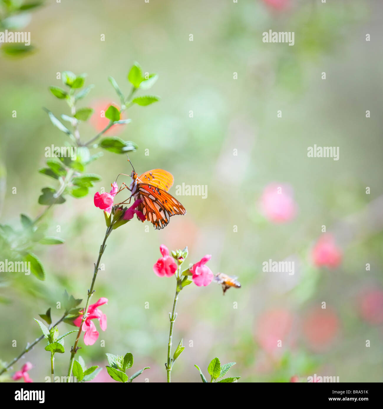 Golfo Speyeria Butterfly polinizar las flores de primavera Foto de stock