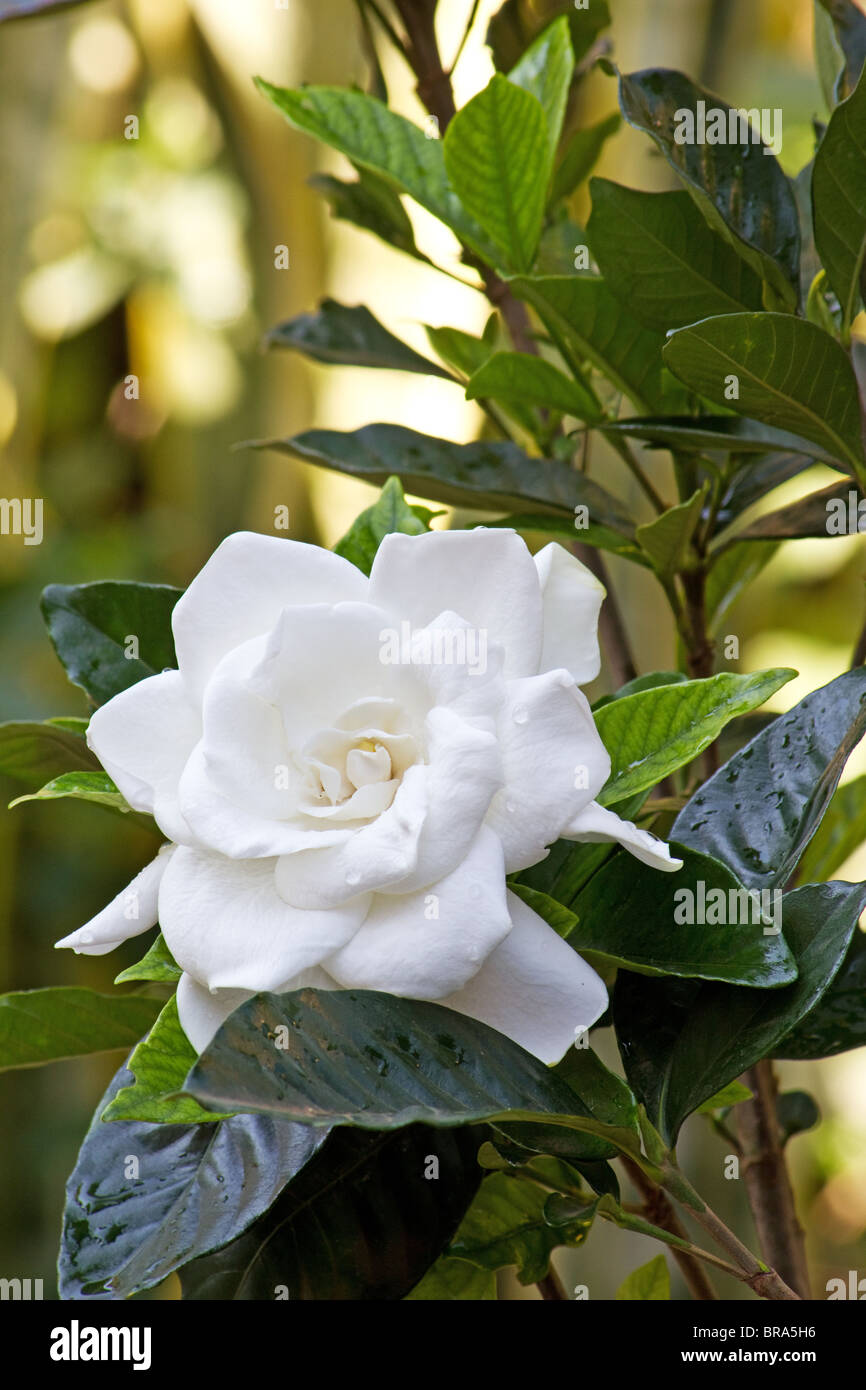 Cierre de planta gardenia (gardenia jasminoides) en flor Fotografía de  stock - Alamy