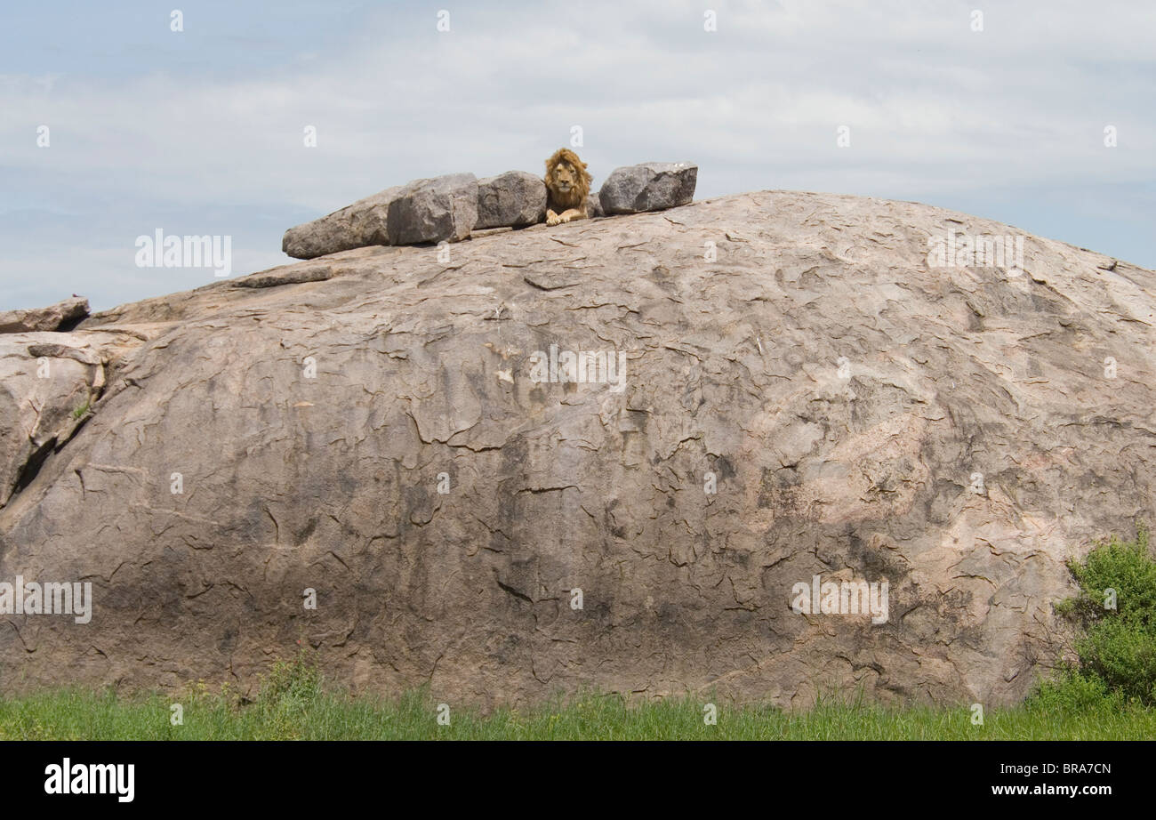 León macho tumbado en la parte superior de Rocky KOPJE Parque Nacional Serengueti, Tanzania, África Foto de stock