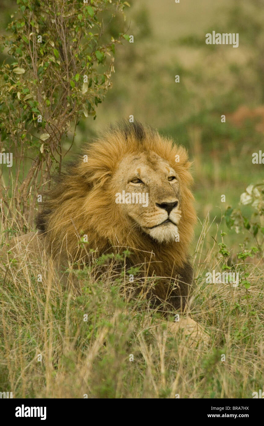León macho Regal Reserva Nacional de Masai Mara en Kenya África Foto de stock