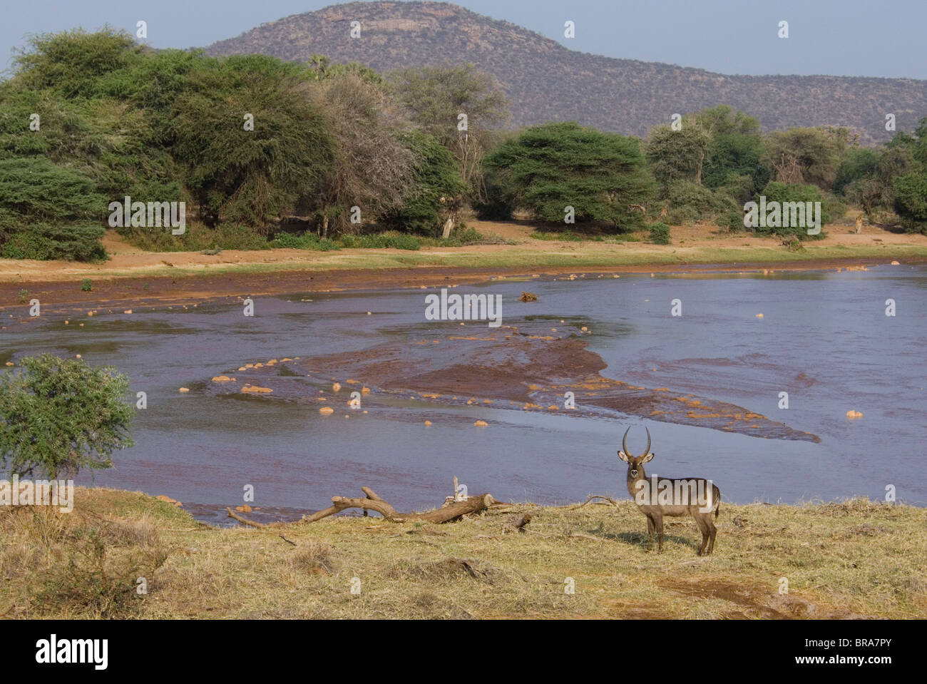 Antelope por río permanente Reserva Nacional de Samburu Kenia África Foto de stock