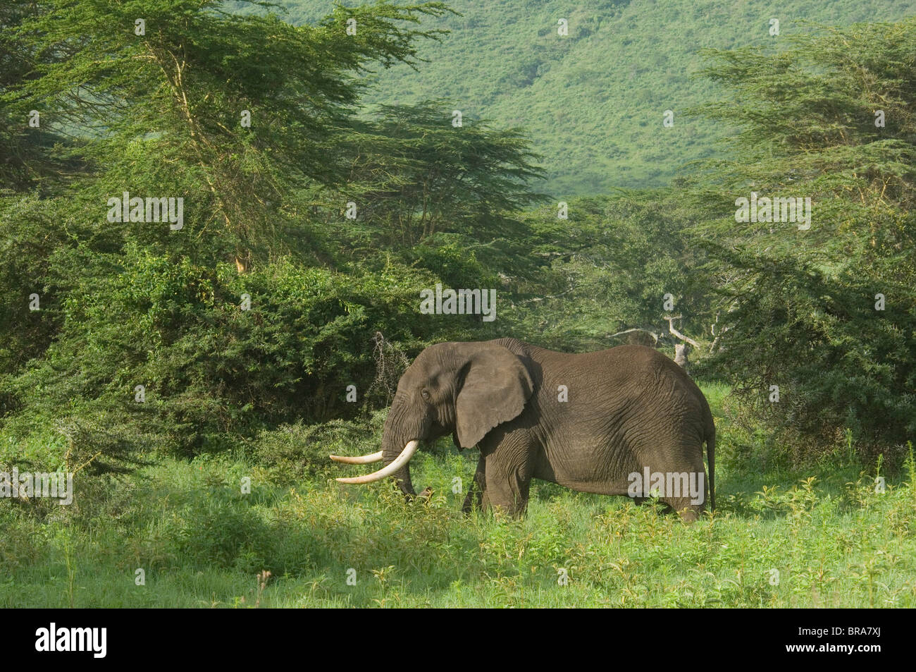 BULL ELEPHANT EN BOSQUE cráter del Ngorongoro TANZANIA ÁFRICA Foto de stock