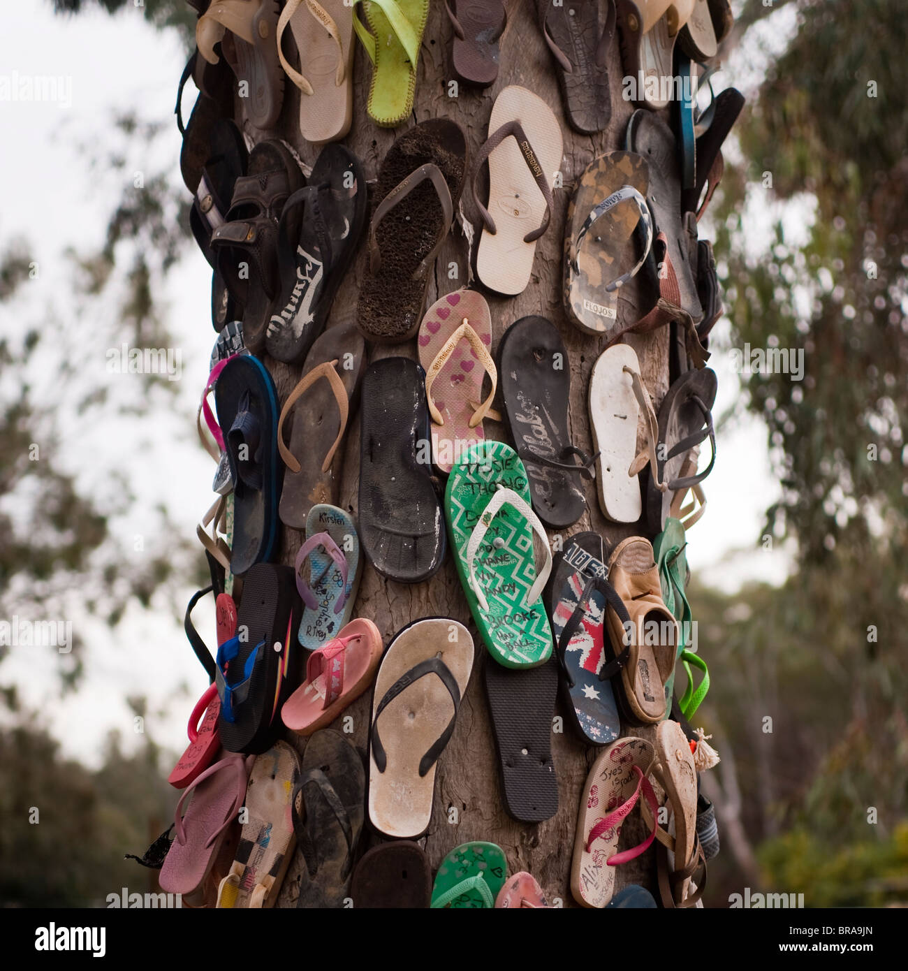 Árbol de chanclas, Puerto de Echuca, Echuca, Victoria, Australia, el  Pacífico Fotografía de stock - Alamy