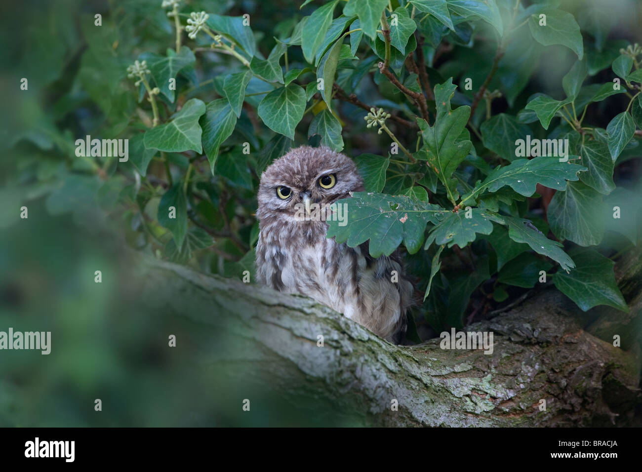 Pequeño Búho Athene noctua cabritos sobre lata cobertizo Norfolk a mediados de agosto Foto de stock