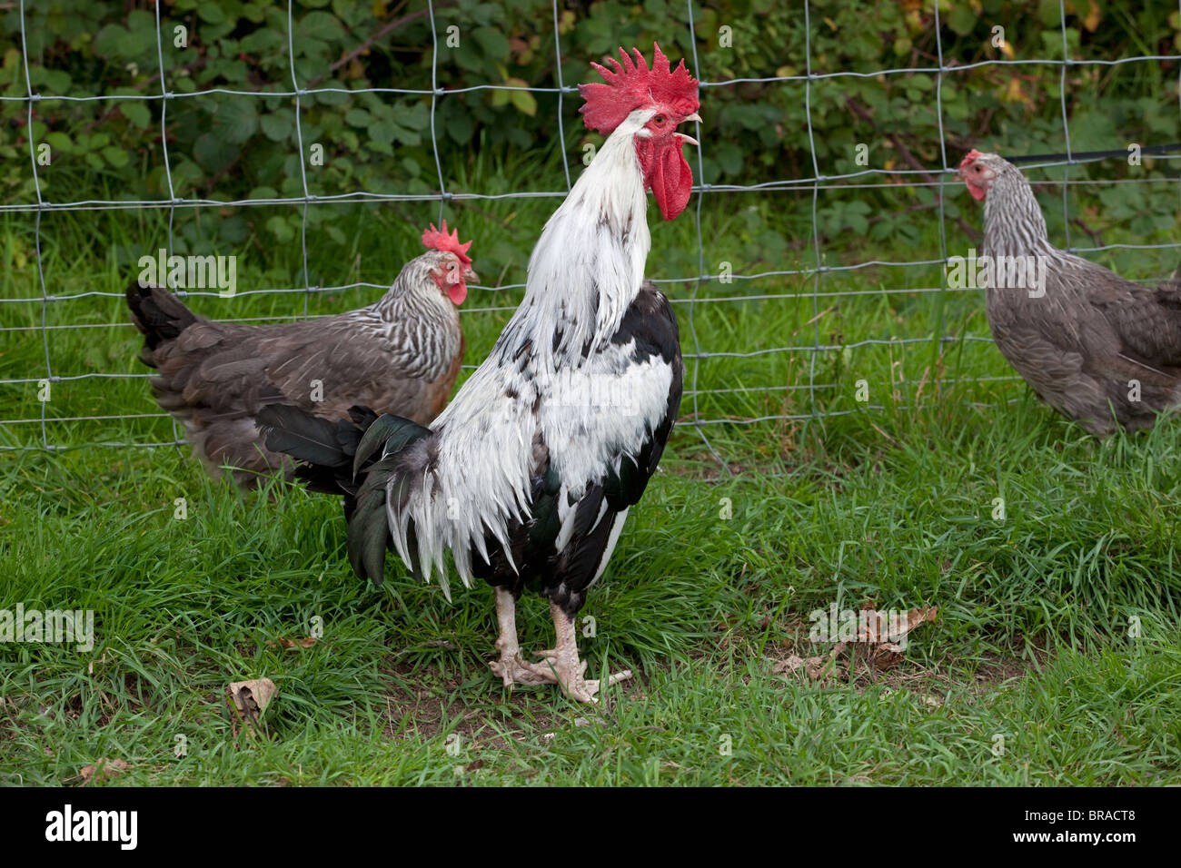 Plata Gallo Dorking llamando con gallinas Foto de stock