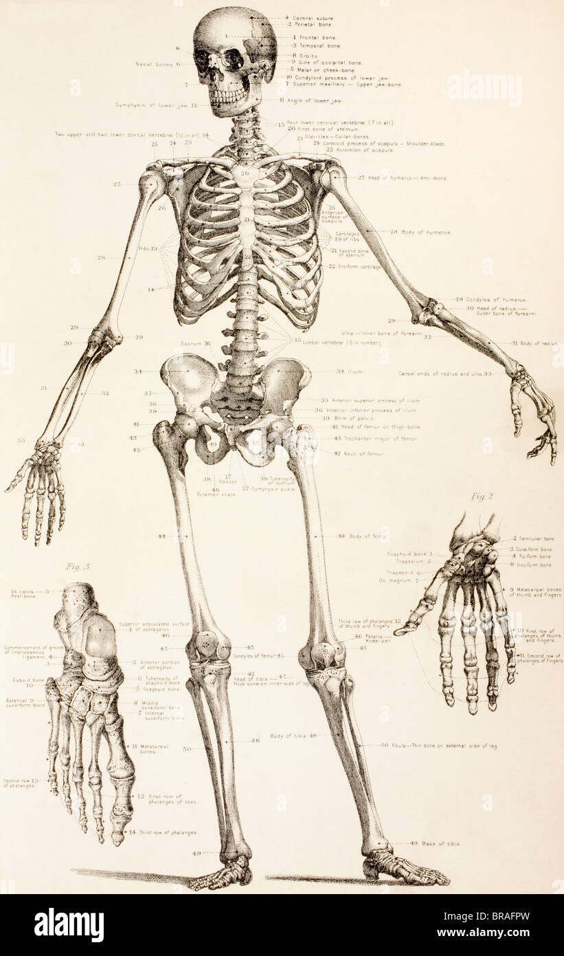 El esqueleto humano Foto de stock
