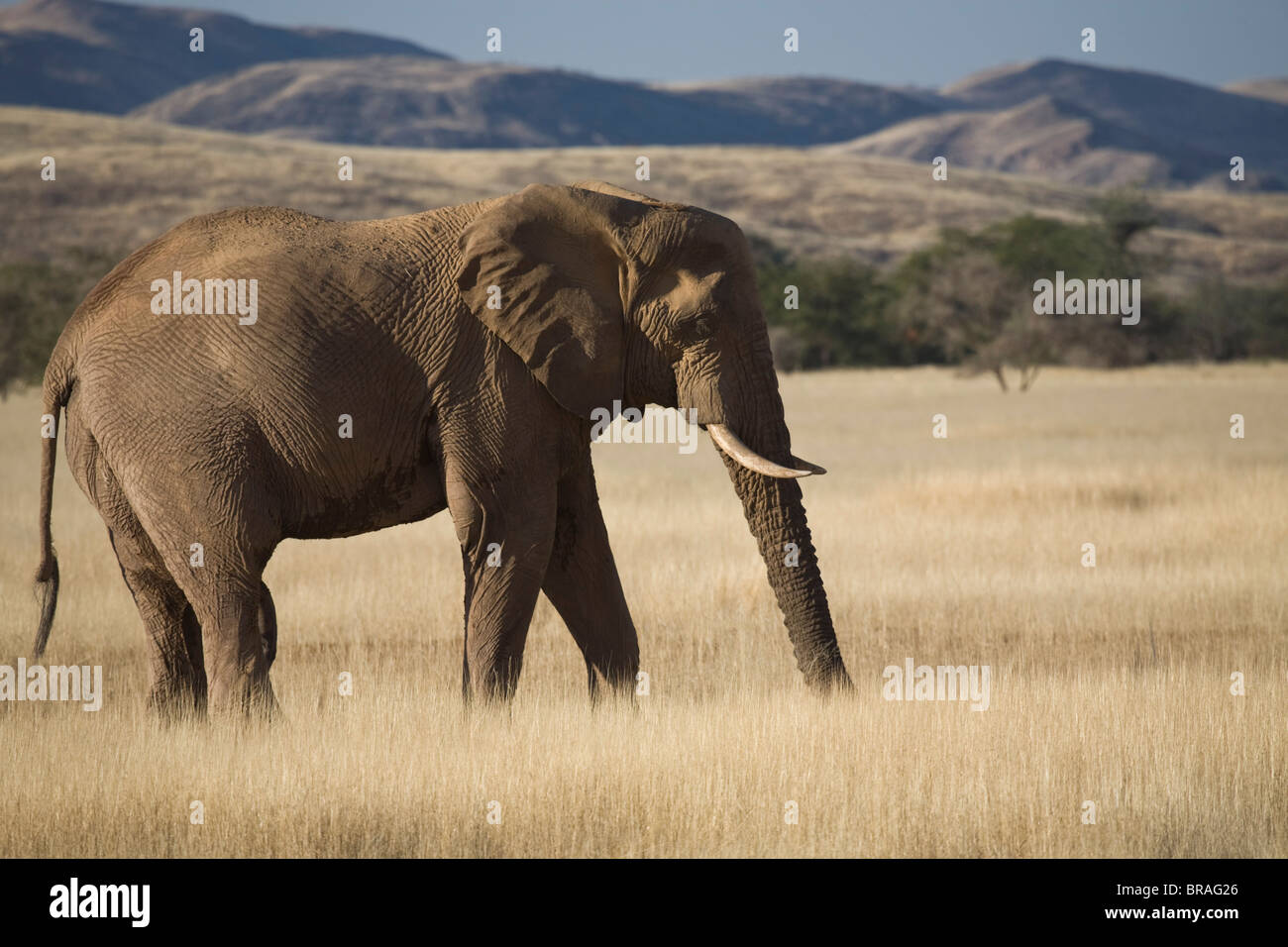Desierto el elefante (Loxodonta africana), Valle del Río Aba-Huab Damaraland, Namibia, África Foto de stock
