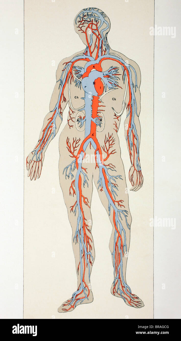 Vasos sanguíneos del cuerpo fotografías e imágenes de alta resolución -  Alamy