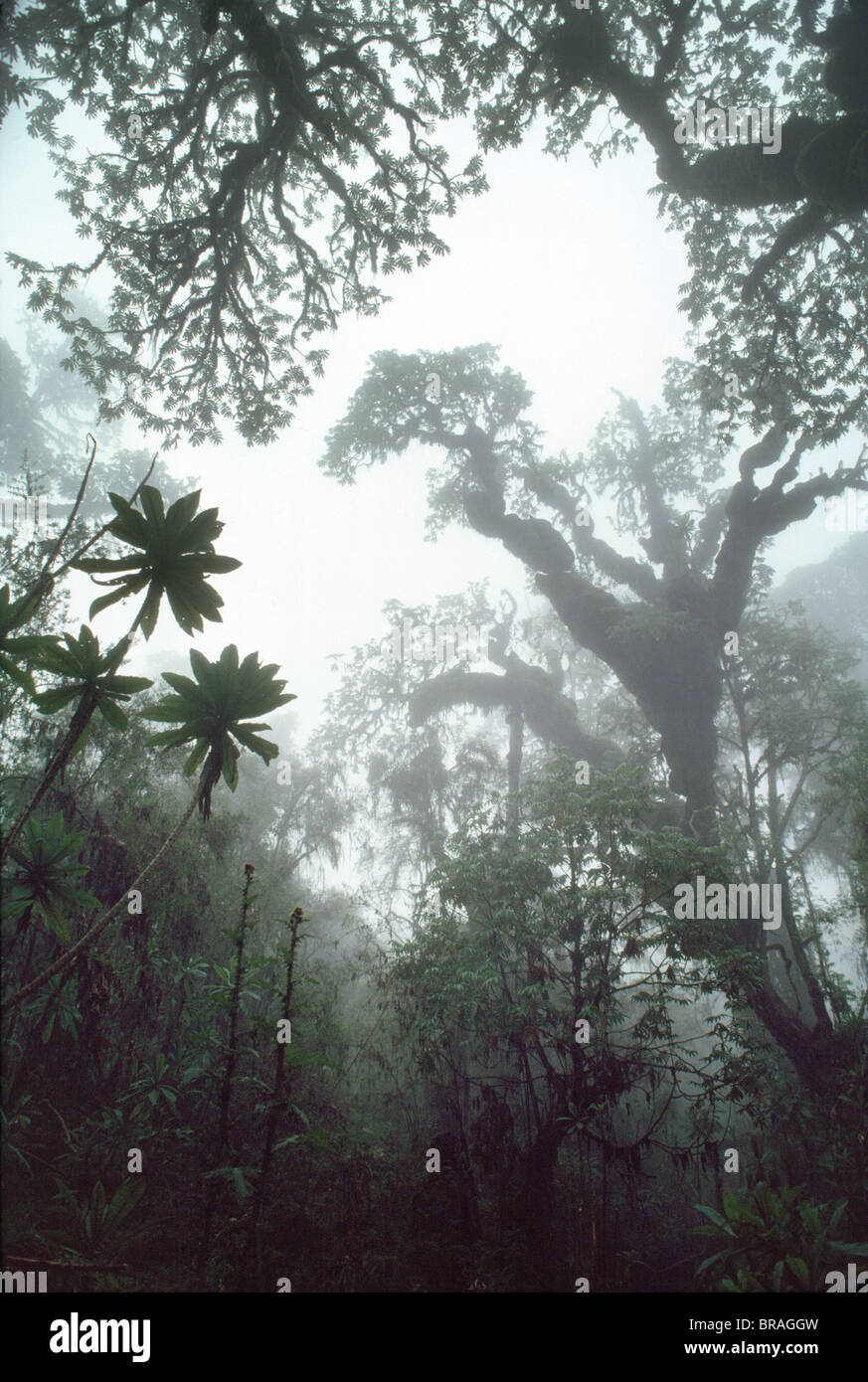 Hagenia (Hagenia abyssinica) bosques, hábitat de los gorilas de las montañas, volcanes Virunga, Rwanda, África Foto de stock