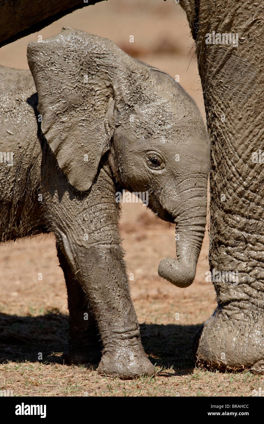 Bebé Elefante africano (Loxodonta africana), de pie junto a su madre en la pierna, el Parque Nacional de Elefantes Addo, Sudáfrica, África Foto de stock