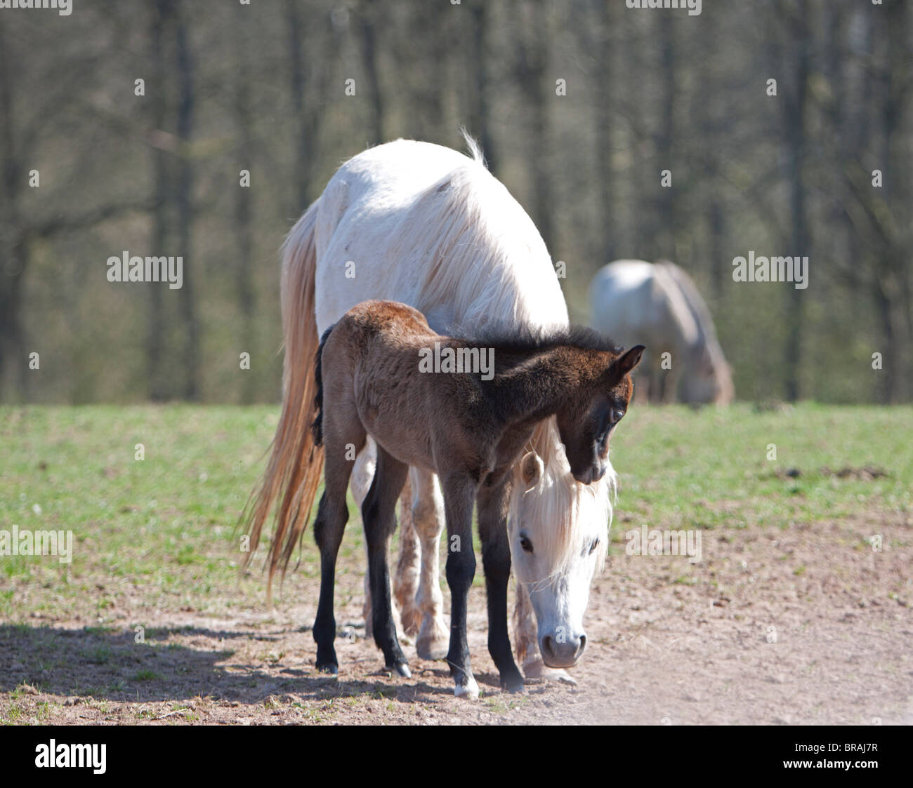Gris Welsh Mountain pony mare con ella muy joven potro marrón Foto de stock