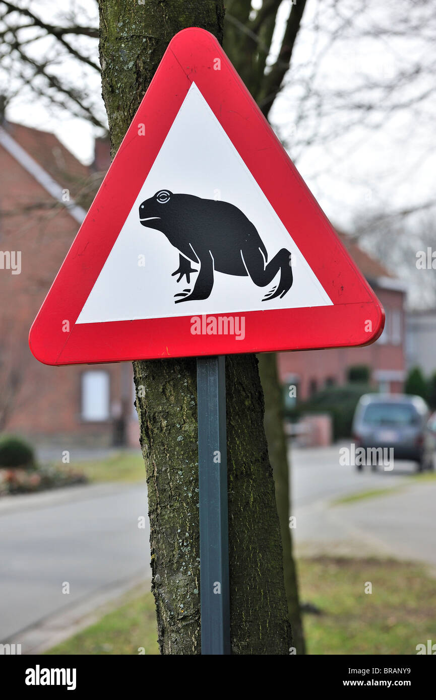 Señal de advertencia para migrar los anfibios / sapos cruzar la carretera durante la migración anual en primavera, Bélgica Foto de stock