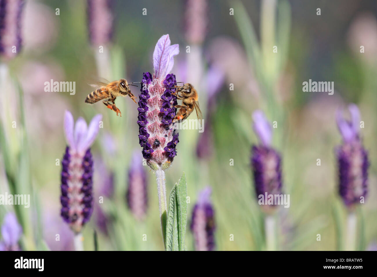 La miel de abeja. Dos abejas de miel Europeas ( Apis mellifera ) en una flor de lavanda francesa ( Lavandula stoechas ). También conocida como La Abeja de Miel occidental. Foto de stock