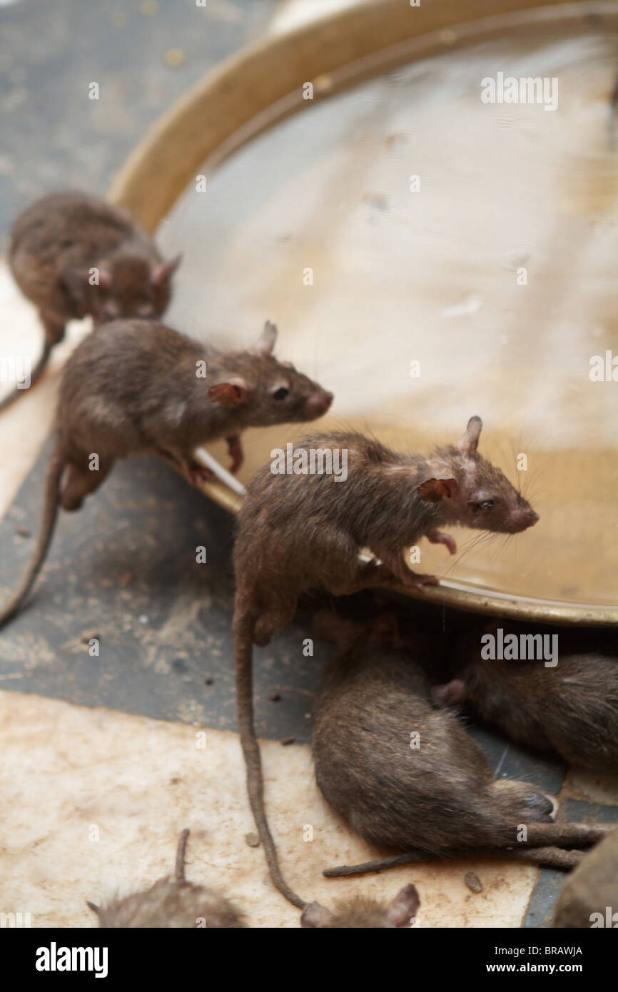 Las ratas de agua potable en el cruce de Karni mata temple Foto de stock