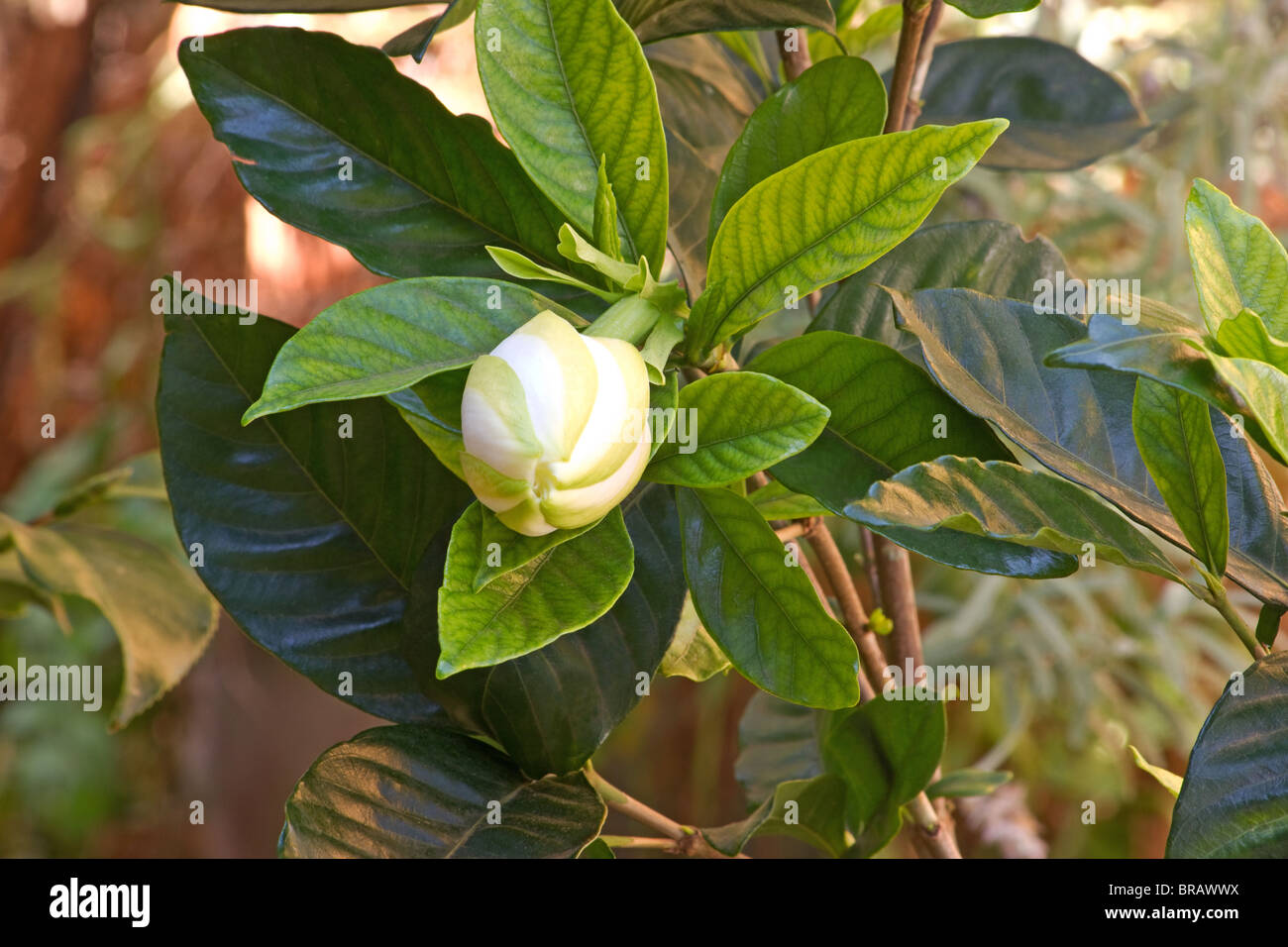 Cierre de planta gardenia (gardenia jasminoides) en flor Fotografía de  stock - Alamy